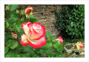 Les roses des gîtes du Puy Raynaud en Corrèze