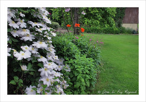 Clématites dans le jardin des gîtes