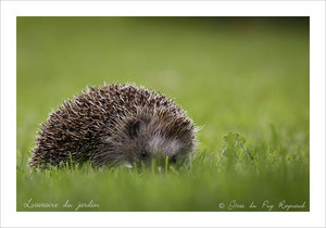 Hérisson dans le jardin des gîtes