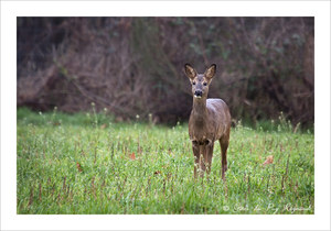 Chevreuil dans le jardin des gîtes