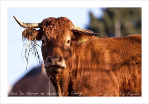 Vache limousine près des gîtes