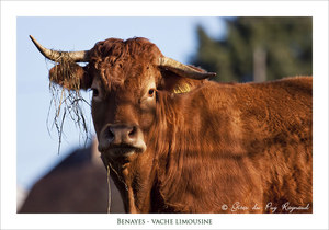 Vache limousine autour des gîtes du Puy Raynaud en Corrèze